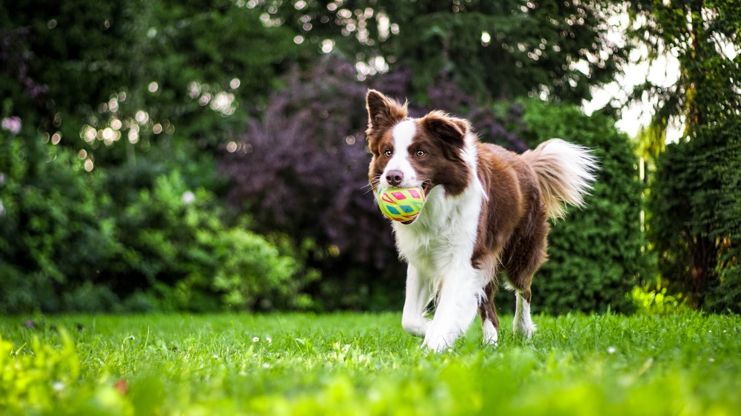 Top Tips for Successful Dog Walking Services