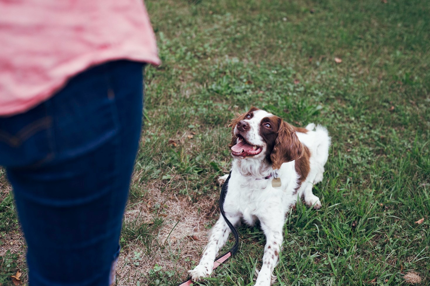 How to Choose the Right Daycare for Your Dog