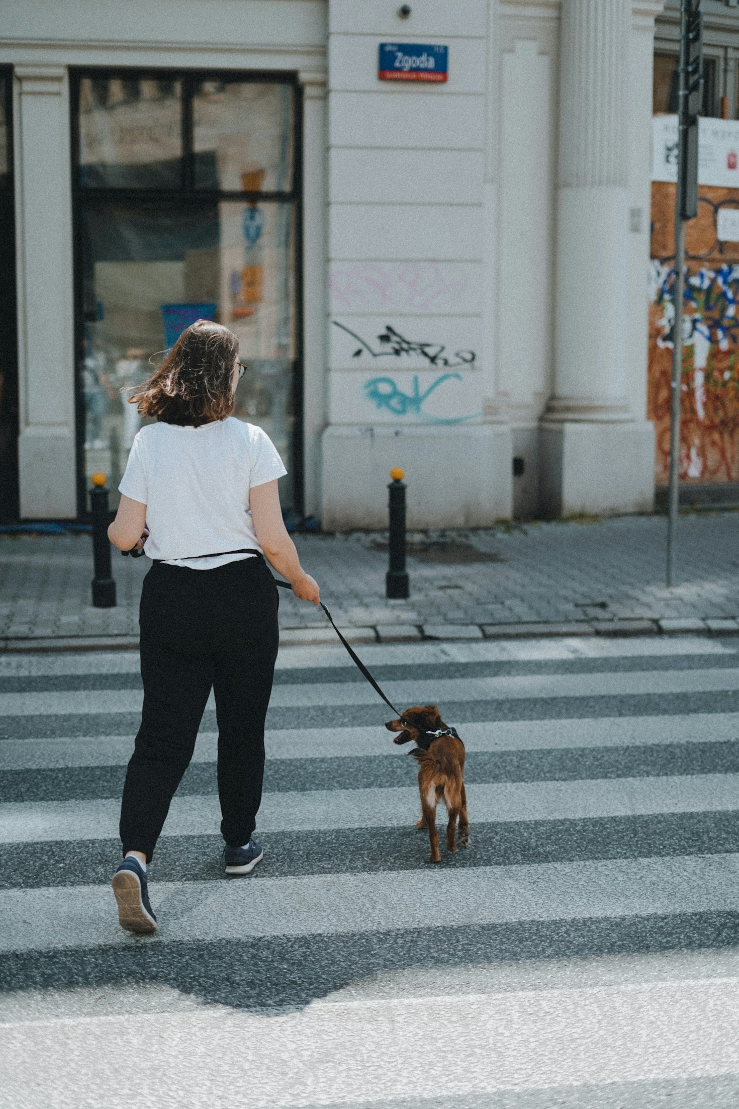 Professional Pet Sitting: What to Expect