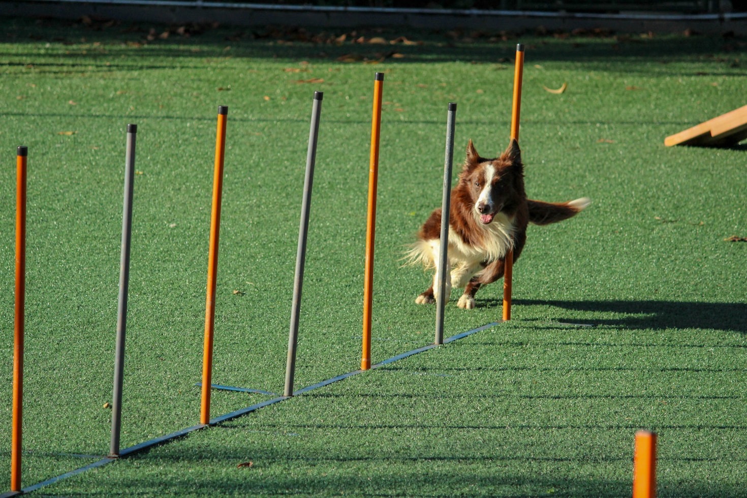 Creating Stronger Bonds with Your Canine Friend