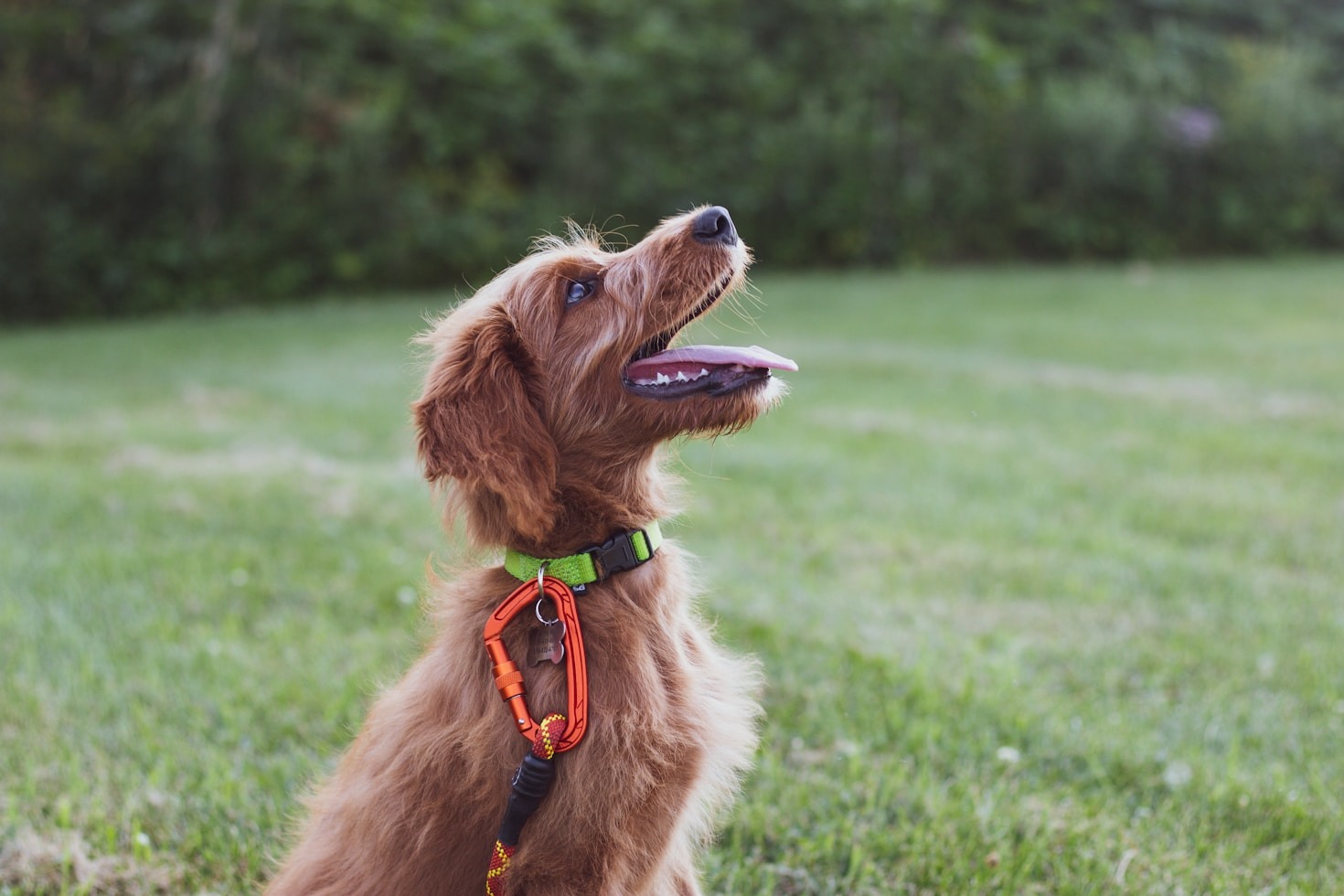 The Importance of Personalized Care for Pets