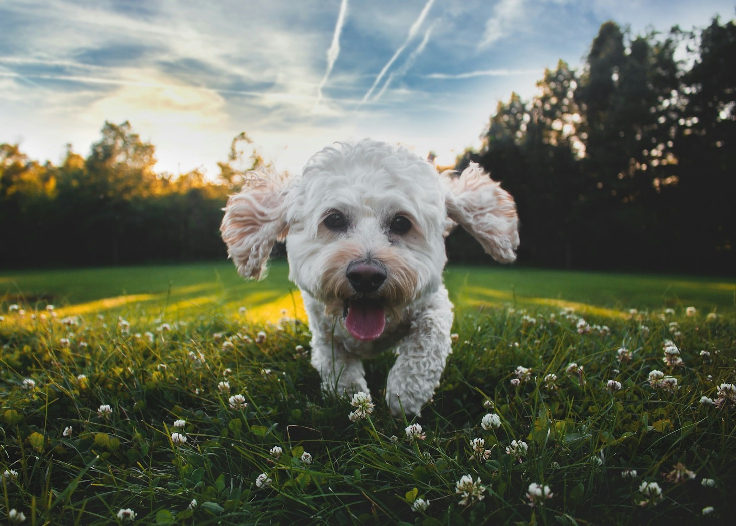 Benefits of Compassionate Dog Training Methods